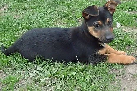 Flex w typie jamnika do adopcji,  łódzkie Łódź