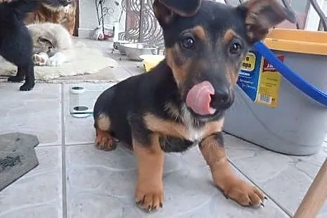 Flex w typie jamnika do adopcji,  łódzkie Łódź