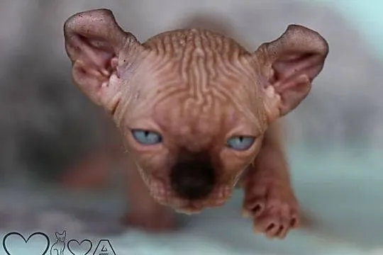 Kocurek sfinks kanadyjski elf, Łódzkie, Konstantynów Łódzki