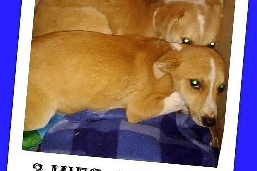 Szczeniaki 3 mies. suczki średnie,szczepione.ADOPC