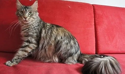 Dorosła kotka Maine Coon, Koty maine coon cała Po