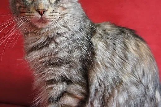 Dorosła kotka Maine Coon,  Koty maine coon cała Po