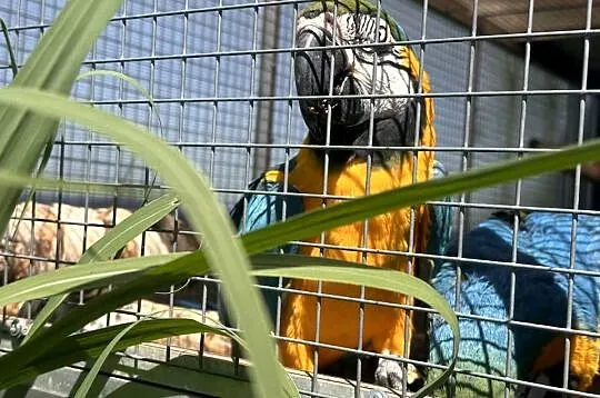 Para lęgowa ara ararauna, Wielkopolskie, Konarzewo