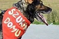 SZARIK - do pilnej adopcji!!!,  mazowieckie Warsza