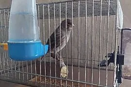 Samica kanarka zdrowa zimowana