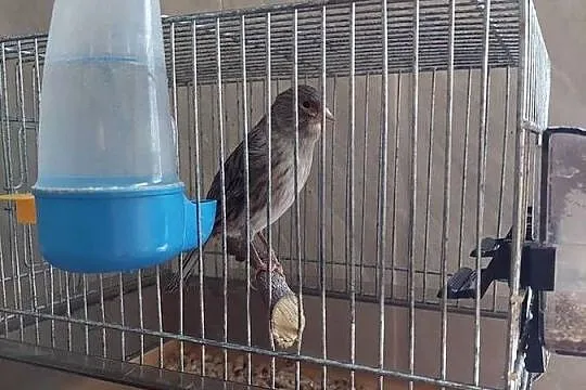 Samica kanarka zdrowa zimowana