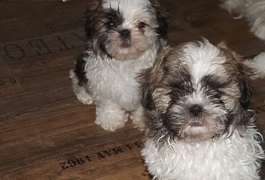 Szczenięta Shih Tzu, Shih tzu cała Polska