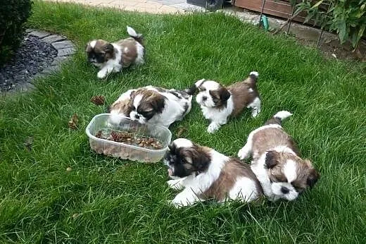 Szczenięta Shih Tzu,  Shih tzu cała Polska