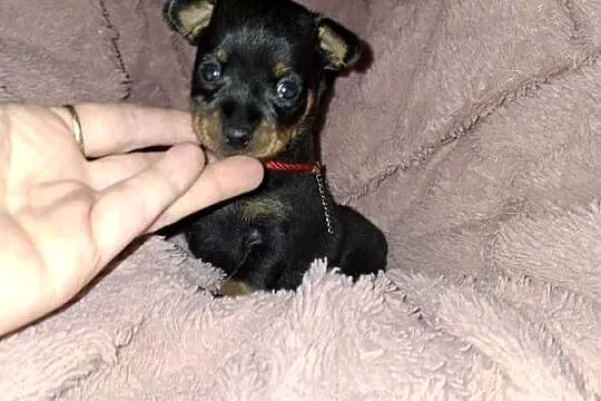 Ratlerek miniaturka pinczerki