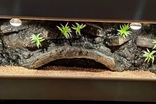 Terrarium specjalistyczne dla gekona lamparciego agamy brodatej