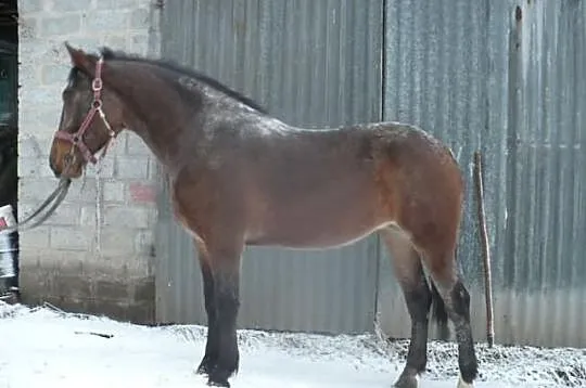 Klacz śląska