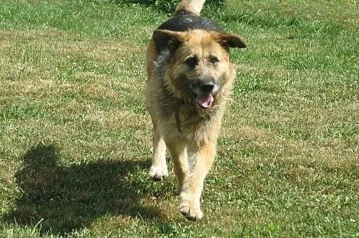 Prada piękna sunia mix ONKA potrzebuje domku!,  łó