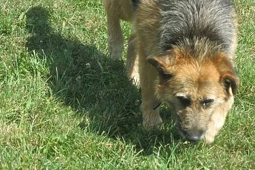 Prada piękna sunia mix ONKA potrzebuje domku!,  łó