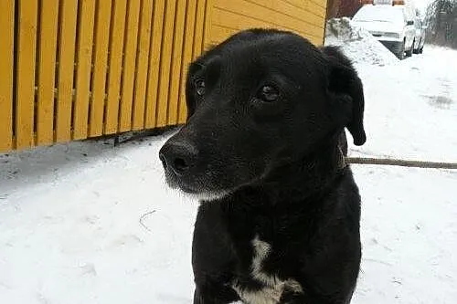 Maka - czarna suczka szuka domu