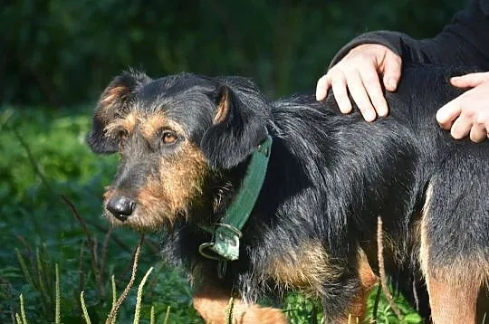 Kiedy smutek Ci doskwiera- przytul się do psa- Dżagera, Mazowieckie, Warszawa