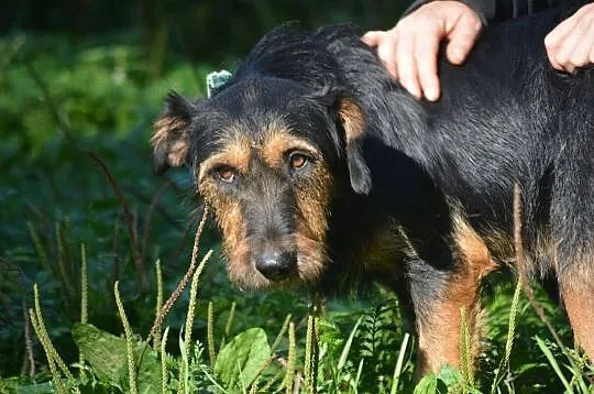 Kiedy smutek Ci doskwiera- przytul się do psa- Dżagera, Mazowieckie, Warszawa