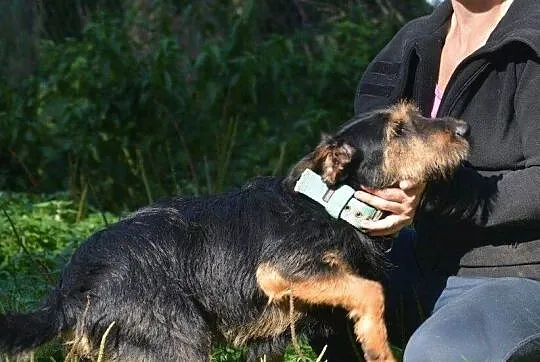 Kiedy smutek Ci doskwiera- przytul się do psa- Dżagera, Mazowieckie, Warszawa