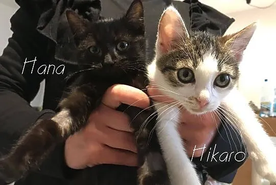 Hana i Hikaro