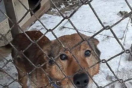 Młody Poter, ułożony, dzieciolubny psiak w typie OWCZARKA adopcja