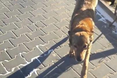 Młody Poter, ułożony, dzieciolubny psiak w typie O