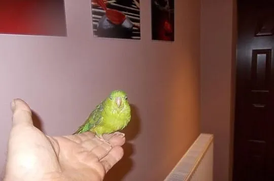 Oswojone papugi