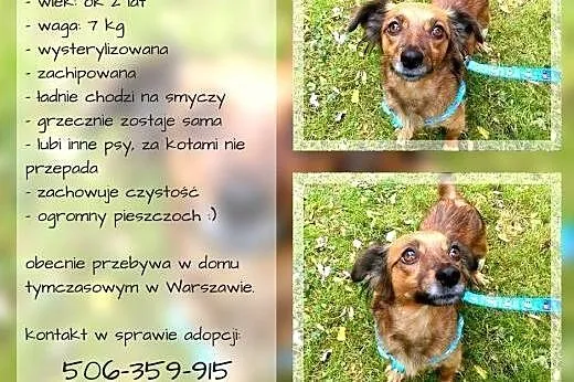 Tosia młodziutka mega kochana sunia szuka kochając
