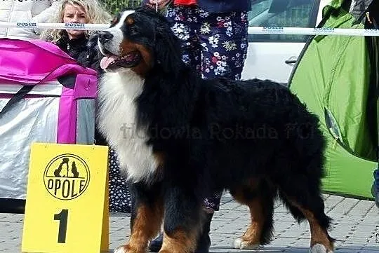Berneński pies pasterski piękny Reproduktor FCI, Częstochowa