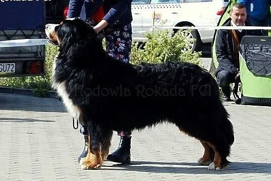 Berneński pies pasterski piękny Reproduktor FCI, Częstochowa