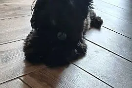 yorkshire terrier black 8 miesięcy