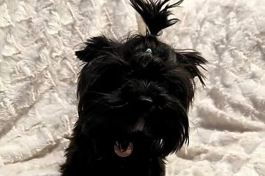 yorkshire terrier black 8 miesięcy, Małopolskie, Kraków