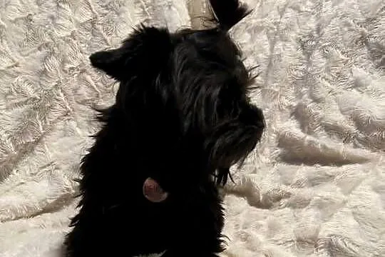 yorkshire terrier black 8 miesięcy, Małopolskie, Kraków