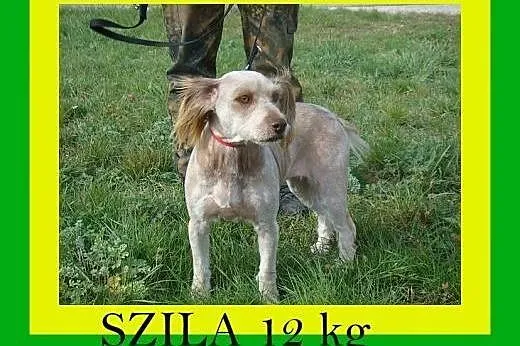 12kg,spragniona bliskości,łagodna,kontaktowa,suczka SZILA,  dolnośląskie Wrocław