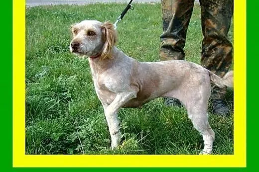 12kg,spragniona bliskości,łagodna,kontaktowa,suczk