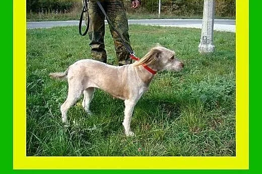12kg,spragniona bliskości,łagodna,kontaktowa,suczk