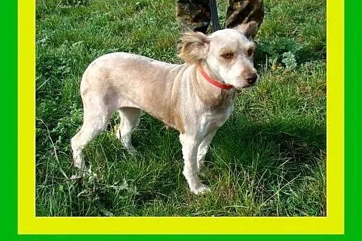 12kg,spragniona bliskości,łagodna,kontaktowa,suczk