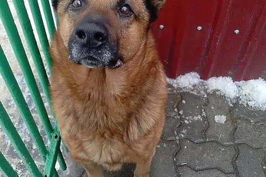 Rudy - powrót po 6 latach z adopcji SZUKA DOMU,  mazowieckie Żyrardów