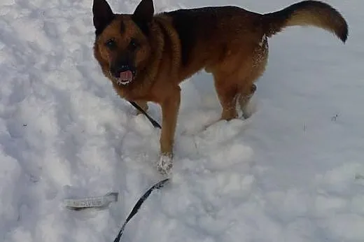 Rudy - powrót po 6 latach z adopcji SZUKA DOMU,  m