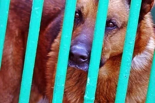Rudy - powrót po 6 latach z adopcji SZUKA DOMU,  m