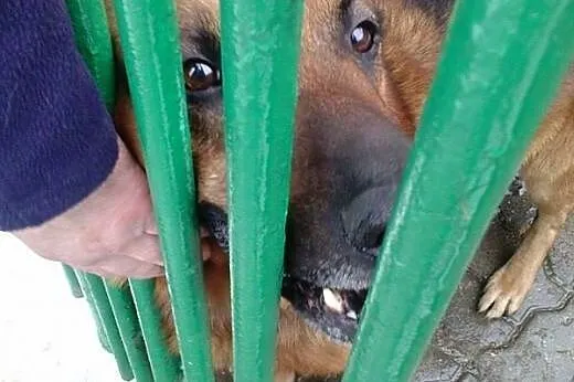 Rudy - powrót po 6 latach z adopcji SZUKA DOMU,  m