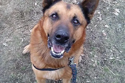 Rudy - powrót po 6 latach z adopcji SZUKA DOMU,  m