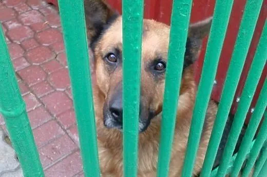 Rudy - powrót po 6 latach z adopcji SZUKA DOMU,  m