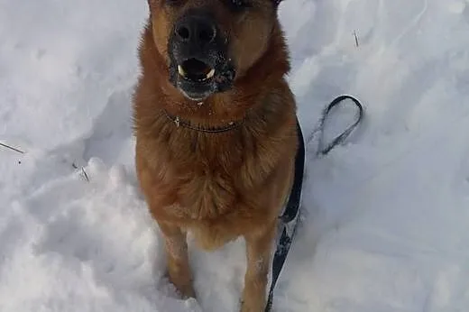 Rudy - powrót po 6 latach z adopcji SZUKA DOMU,  m