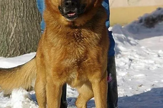 Rudy - powrót po 6 latach z adopcji SZUKA DOMU,  m