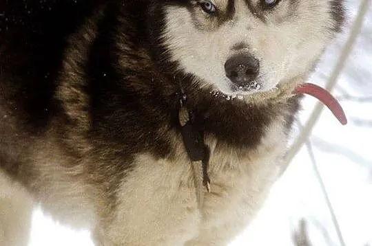 Drago - wesoły, pozytywny HUSKY, niebieskooki przystojniak adopcja