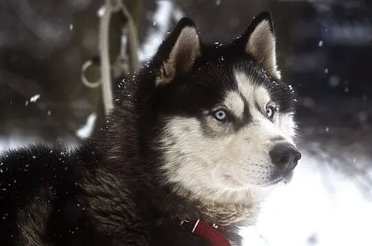 Drago - wesoły, pozytywny HUSKY, niebieskooki przy