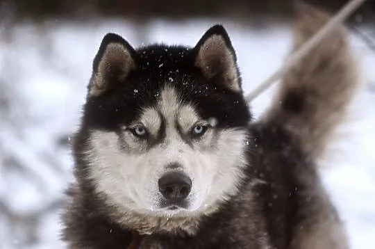 Drago - wesoły, pozytywny HUSKY, niebieskooki przy