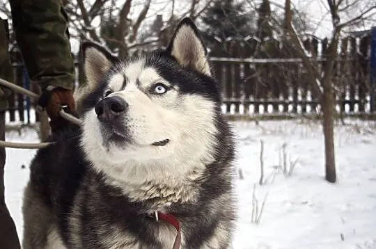 Drago - wesoły, pozytywny HUSKY, niebieskooki przy