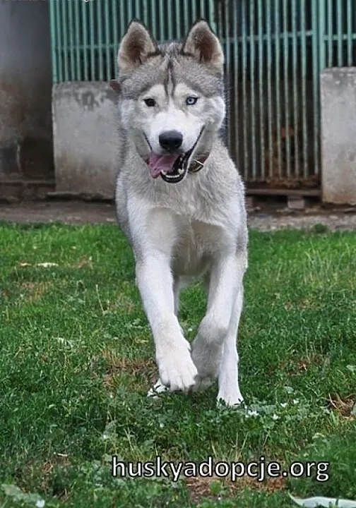 WITO- wesoły i łagodny pies husky do adopcji, maz
