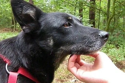 Przemiła Figa na spacerach śmiga!,  mazowieckie Wa