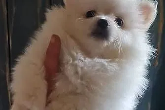 Pomeranian szpic miniaturowy szczeniaki suczki kremowe piesek orange PIĘKNE